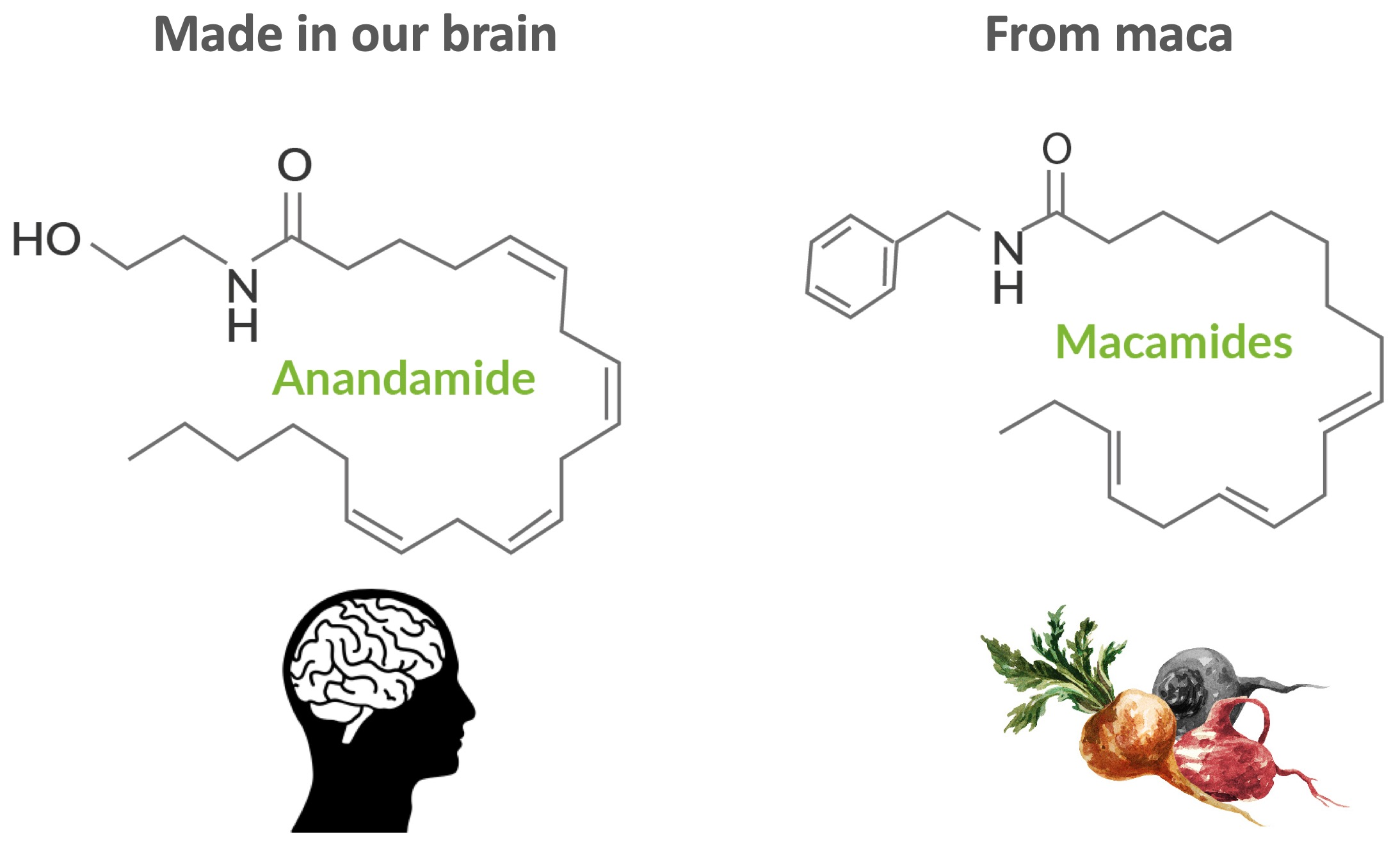 In What Way Does Maca Work Seleno Health